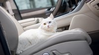 Как приучить кота к путешествиям на машине