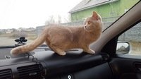 Как успокоить кошку во время поездки