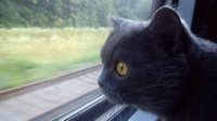 Перевозка животных в поезде