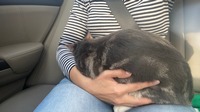 Что взять коту в поездку на машине