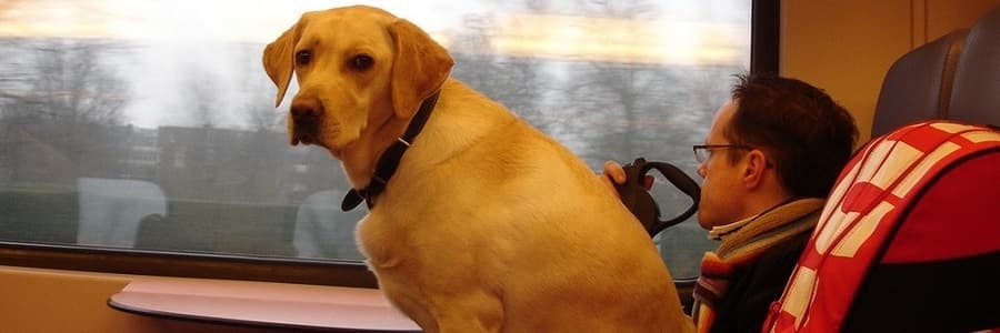С питомцем в вагоне поезда