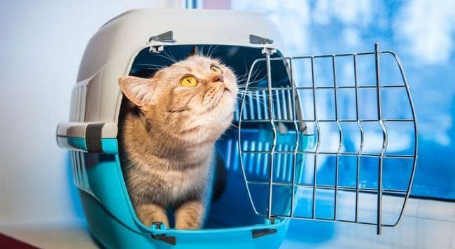 Подготовка кота к поездке