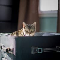 Подготовка кота к поездке