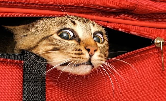 Приучение кота к поездкам