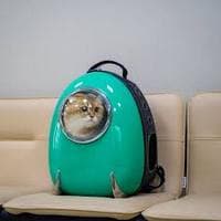 Приучение кота к поездкам