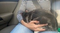 Что взять коту в поездку на машине