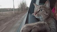 Как коты переносят путешествия на машине